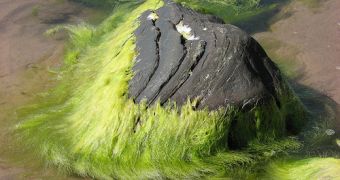 Scientists turn wet algae into crude oil in just one minute