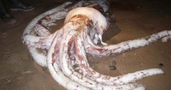 The carcass of a giant two-metre squid, which washed up on the shores of Tasmania's Ocean Beach on Tuesday night, is seen near Strahan in this July 10, 2007 handout photo