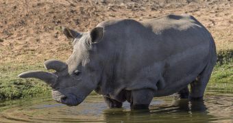 Northern white rhino named Angalifu died this past Sunday
