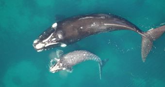 Green group warns seismic airgun use along the US East Coat will harm marine mammals swimming in these waters