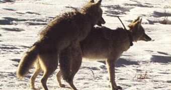 Mating coyotes