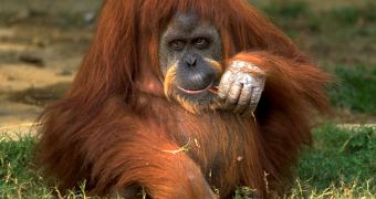 Female orangutan gets shot 100 times with an air rifle, somehow survives