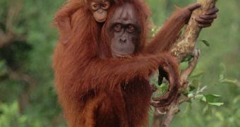 Villagers in Indonesia beat a female orangutan to death