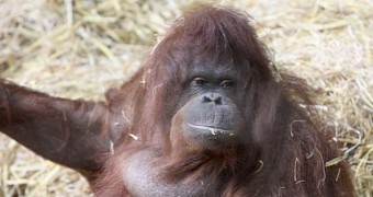 Orangutan living in Germany produces human-like sounds