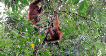 Orangutans can pass their culture down through generations of offspring