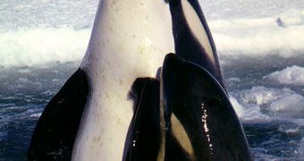 Type C orcas swimming in the Ross sea
