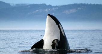 Researchers see orcas feeding on a pygmy sperm whale