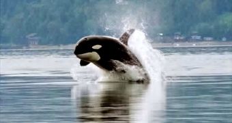 Orcas may be divided in at least four different species, a new analysis shows