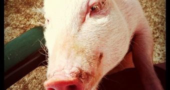 Pigs eat farmer in Oregon