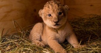 Oregon Zoo welcomes three baby African lions