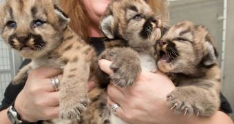 Cougar cubs now call Oregon Zoo their home