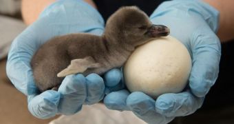 Oregon Zoo announces the birth of three penguin chicks