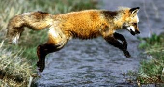 The almost extinct red fox was spotted in Oregon's mountains