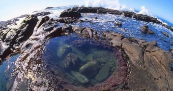 This is an example of a Pacific Ocean tidal pool, where T. californicus usually lives