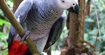 African Grey Parrots need help so as not to become extinct