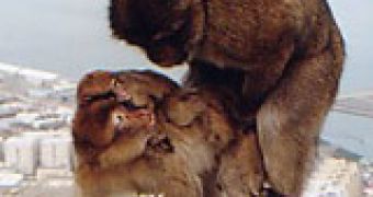 Mating Barbary macaques (Macaca sylvanus)