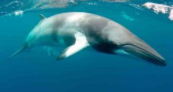Minke whales found to be the source of odd duck-like oceanic sound