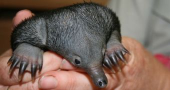 Baby echidna is thriving despite having lost its mom when it was just a couple of months old