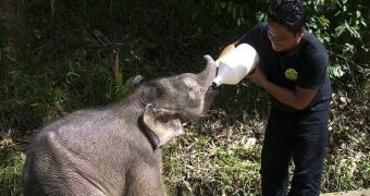 Orphaned baby elephant is adopted by a human