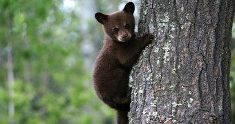 Bear cubs often become orphans because of poachers