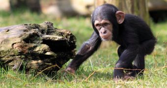 Baby chimps learn their social skills from their mothers, researchers say