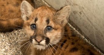 Zoos in Kansas and New York ready to welcome orphaned cougar cubs