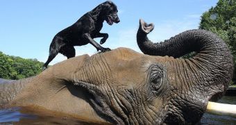 Elephant living in South Carolina loves playing catch with a Labrador