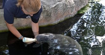 Oprhaned baby manatee is now looked after by staff at Lowry Park Zoo