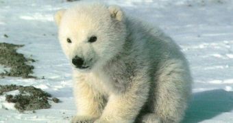 Orphaned Polar Bear Cub Gets Help from the Staff at the Alaska Zoo