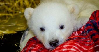 Orphaned polar bear Kali will soon be a New Yorker