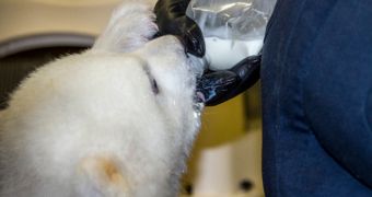 Orphaned Polar Bear Kali Lands in New York