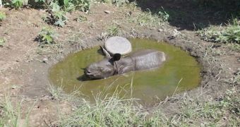 Orphaned Rhino Calf Gets Comfy in Its New Home