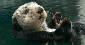 Orphaned Sea Otter Pup Makes Amazing Recovery