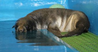 Orphaned baby seal thriving at rescue center in Alaska
