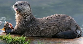 Otter in Norfolk has a sweet tooth for very expensive fish