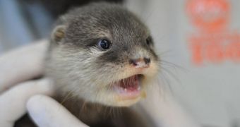 Otter pup born at Taronga Zoo in Australia earlier this year