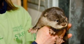 Otter pup born at Woodland Park Zoo in January 20
