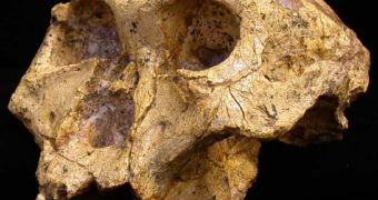A Paranthropus skull