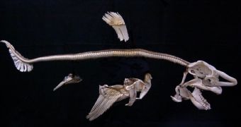 Porbeagle shark skeleton