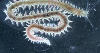 The marine ragworm Platynereis dumerilii