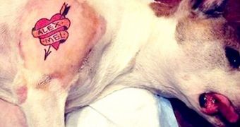 Tattoo artist inks a heart on his dog's shoulder