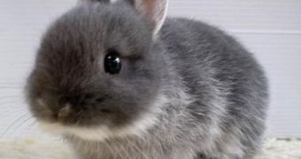 LAPD commander calls animal rights activists "rabbit people"