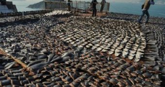 Thousands of shark fins are left to dry on a rooftop in Hong Kong
