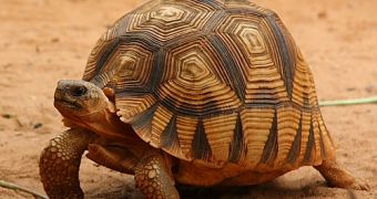 Conservationists urge Madagascar to better protect critically endangered tortoises