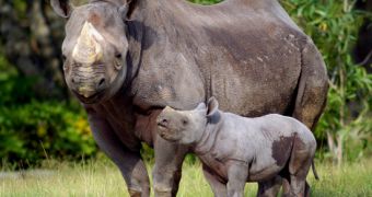 Poachers killed 1,004 rhinos in South Africa in the year 2013 alone