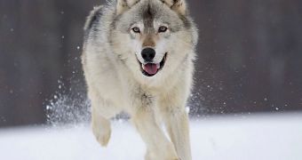 Over 1,500 Wolves Killed in the US in Just 18 Months' Time