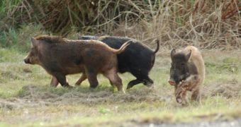 New Mexico expects to soon be feral pigs-free