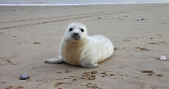 Conservationists in the UK rescue over 100 orphaned baby seals