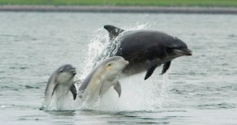 Sea Shepherd says over 250 bottlenose dolphins have been rounded up in the Taiji cove in Japan