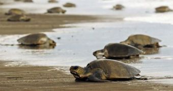 280 turtles show up dead in Costa Rica, nobody can figure out what killed them